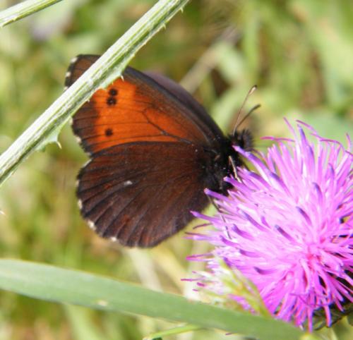 Réf. 307 494 : Erebia euryale