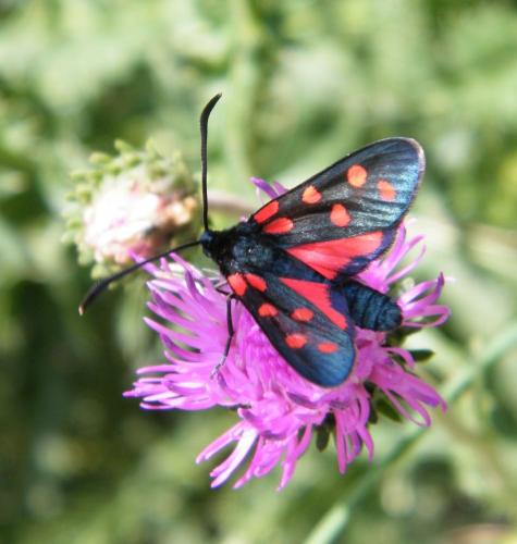 Réf. 307 550 : Zygaena transalpina