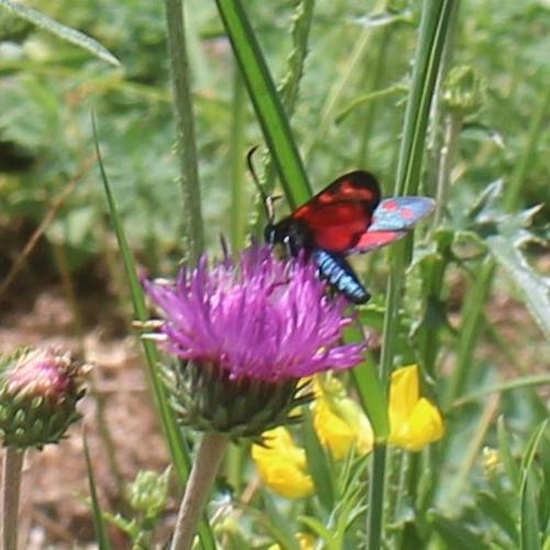 Réf. 307 906 : Zygaena sp.