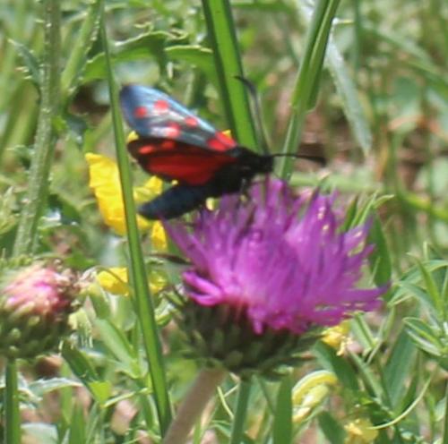 Zygaena sp.