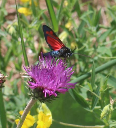 Réf. 307 815 : Zygaena sp.