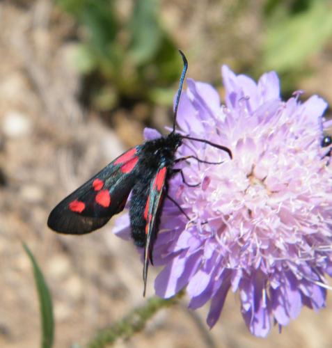 Zygaena lonicerae