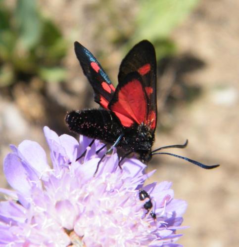 Zygaena lonicerae