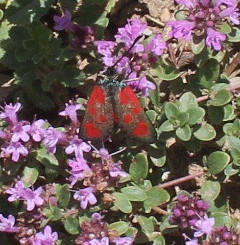 Zygaena loti