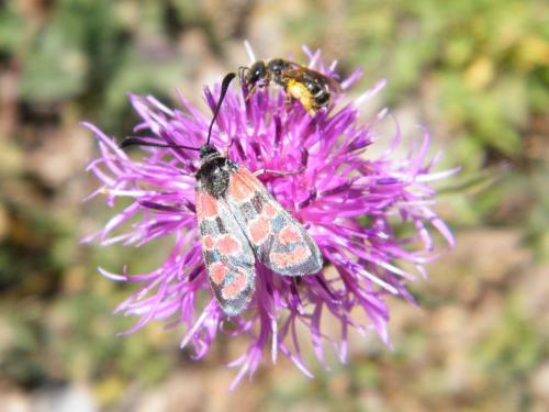 Zygaena carniolica