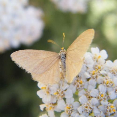 Réf. 307 819 : Minoa murinata