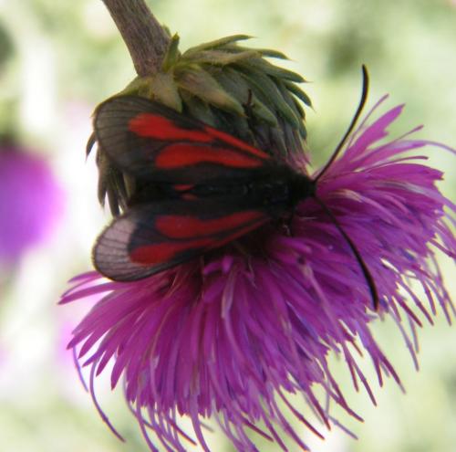 Réf. 307 999 : Zygaena sp.