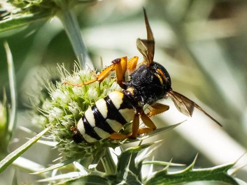 Cerceris tuberculata