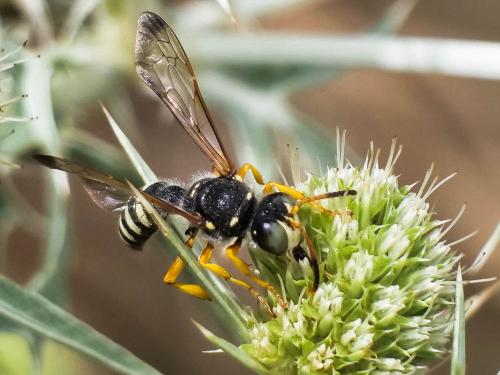 Réf. 307 377 : Cerceris tuberculata