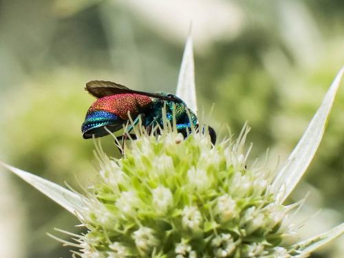 Réf. 307 228 : Pseudochrysis sp.