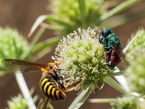 Réf. 307 229 : Pseudochrysis sp.