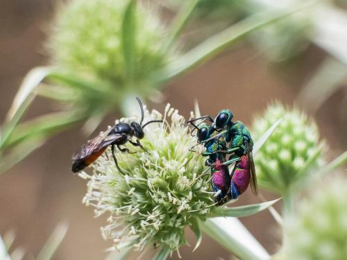 Réf. 307 231 : Pseudochrysis sp.