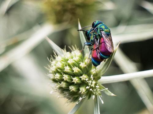 Réf. 307 233 : Pseudochrysis sp.