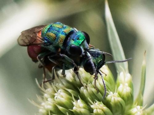 Réf. 307 234 : Pseudochrysis sp.