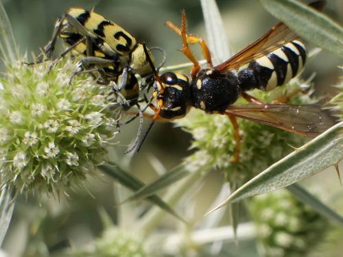 Cerceris tuberculata