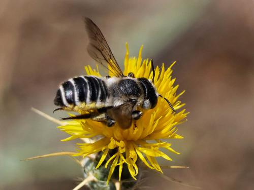 Réf. 307 570 : Megachile albisecta