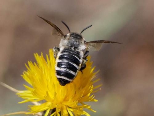 Réf. 307 571 : Megachile albisecta