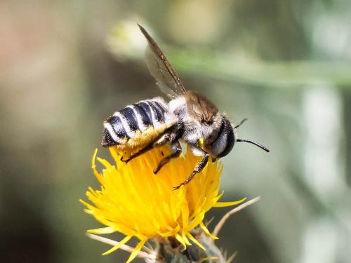 Réf. 307 572 : Megachile albisecta