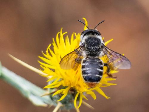 Lithurgus chrysurus