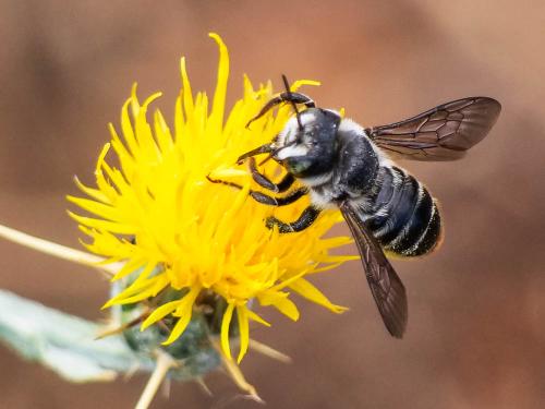 Lithurgus chrysurus