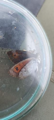 Réf. 307 109 : Erebia cassioides