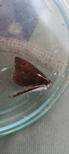 Réf. 307 110 : Erebia cassioides