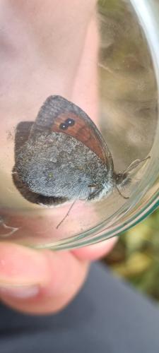 Réf. 307 107 : Erebia cassioides