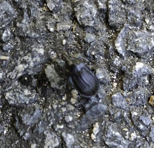 Réf. 307 439 : Phosphuga atrata