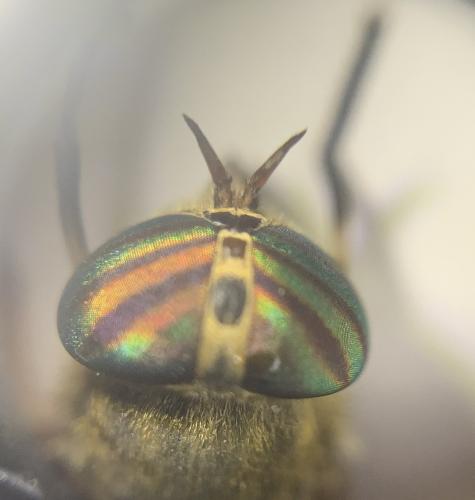 Tabanus quatuornotatus