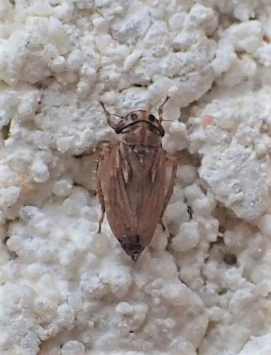 Réf. 307 349 : Anaceratagallia sp.