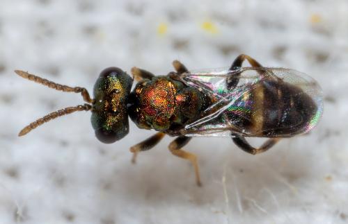 Réf. 307 652 : Pteromalini inconnu