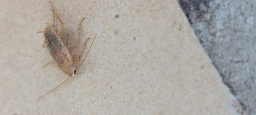 Planuncus vinzi