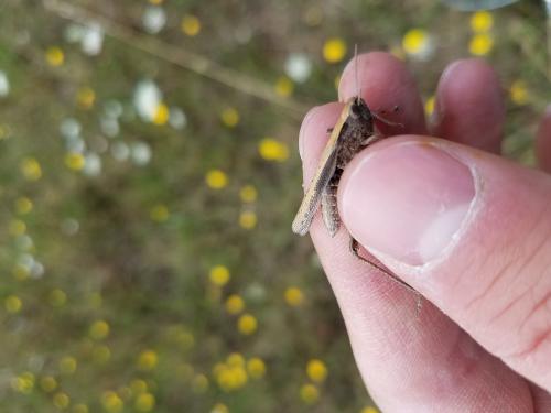 Chorthippus dorsatus