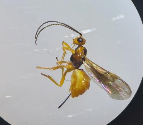 Braconinae
