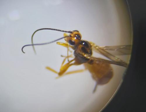 Braconinae