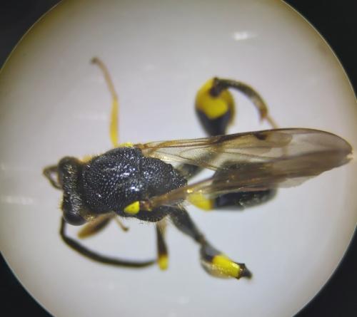 Réf. 307 675 : Chalcis myrifex