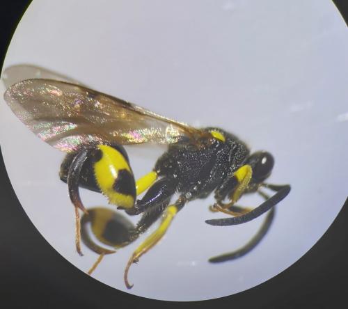 Réf. 307 674 : Chalcis myrifex