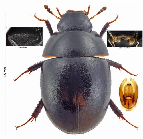 Coelostoma hispanicum