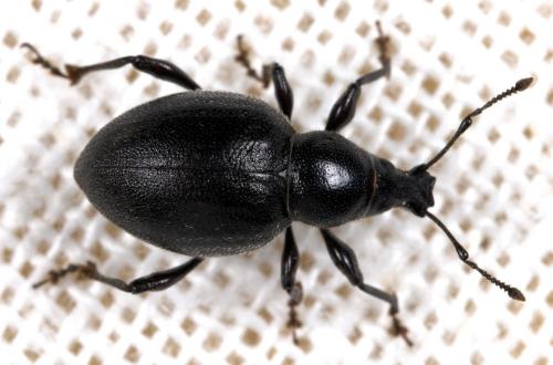 Otiorhynchus atroapterus