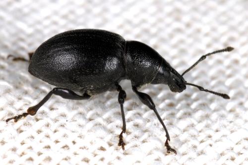 Réf. 307 314 : Otiorhynchus atroapterus