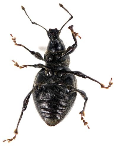 Otiorhynchus atroapterus