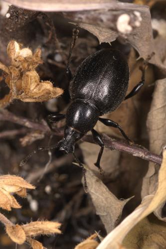 Otiorhynchus atroapterus