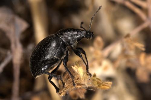 Otiorhynchus atroapterus