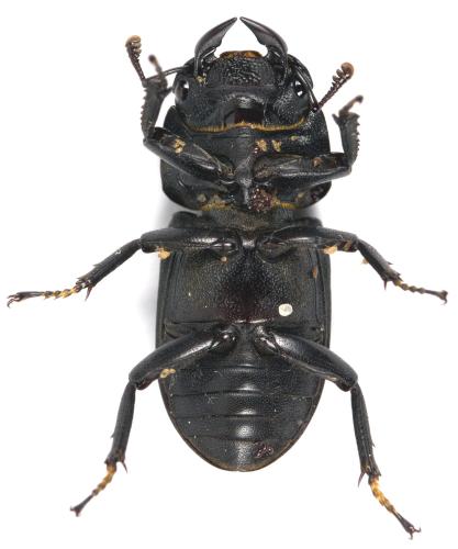 Réf. 307 484 : Dorcus parallelipipedus