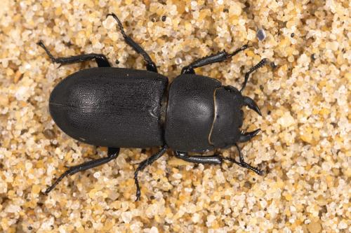 Réf. 307 482 : Dorcus parallelipipedus