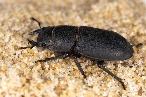Réf. 307 483 : Dorcus parallelipipedus