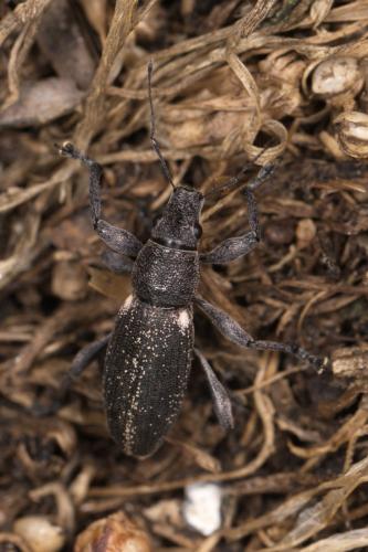Brachyderes lusitanicus