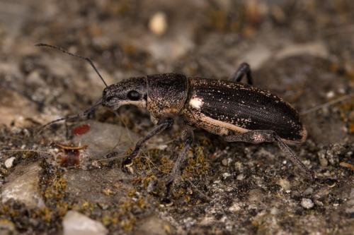 Brachyderes lusitanicus