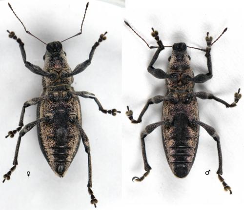 Brachyderes lusitanicus
