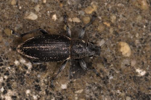 Brachyderes lusitanicus